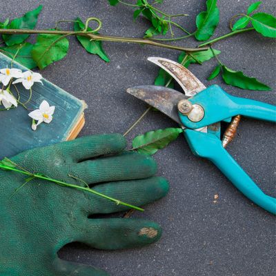 How to sharpen secateurs – streamline your next pruning session