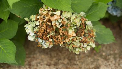 Why are my hydrangea flowers turning brown? Experts share 5 common causes