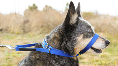 Should I use head halters for dogs?