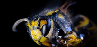 Where the UK’s wasps have gone and why they need your help