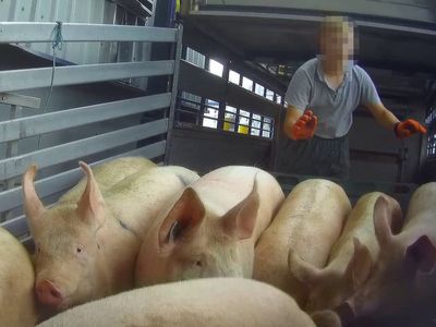 Workers hit sick pigs at RSPCA-backed slaughterhouse supplying pork to Tesco and other supermarkets