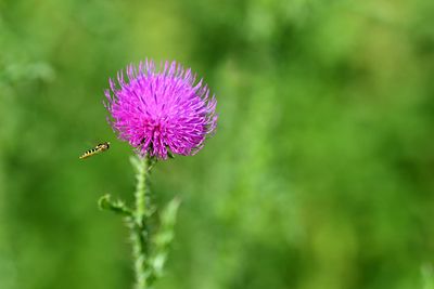 Best Milk Thistle Supplements: Discover the Top Choices For Liver Health And Detoxification