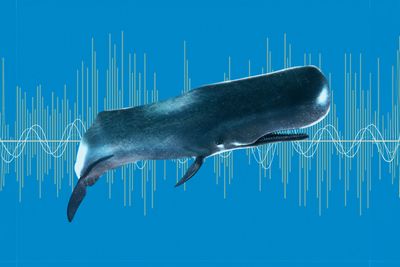 Maybe don't use AI to talk with whales