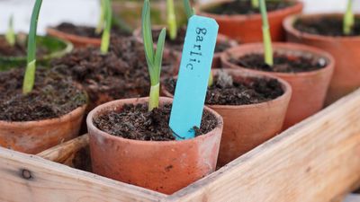 How to grow garlic indoors – 6 easy steps for fresh cloves all year round