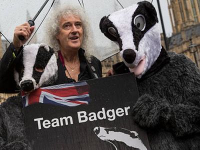 Shocking badger cull film on BBC will prompt anger like Post Office scandal drama, claims Queen star Brian May