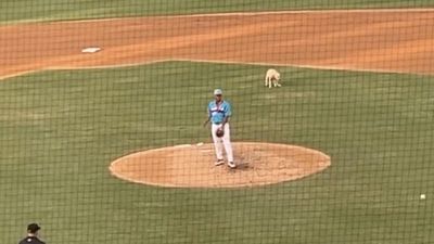 Minor League Team Anoints New Bat Dog Lucy May, Who Promptly Pooped on the Infield Grass