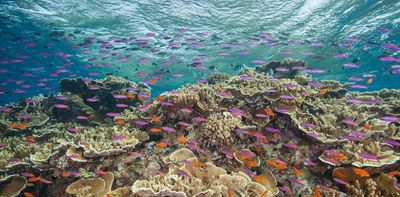 ‘Humanity is failing’: official report warns our chance to save the Great Barrier Reef is fast closing