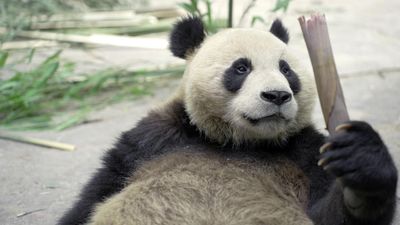 Giant panda diplomacy continues with new couple in SA