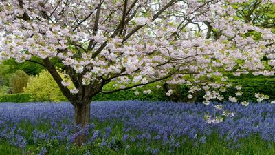 How to grow and care for camassia – expert advice for elegant blooms