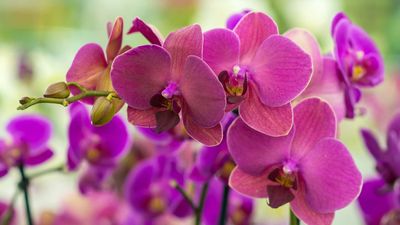 How to repot an orchid: expert tips on timing and technique