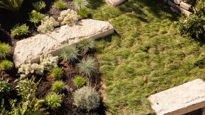 Drought-Tolerant Lawn Grasses — 5 Green Covers That Will Thrive In Dry Conditions