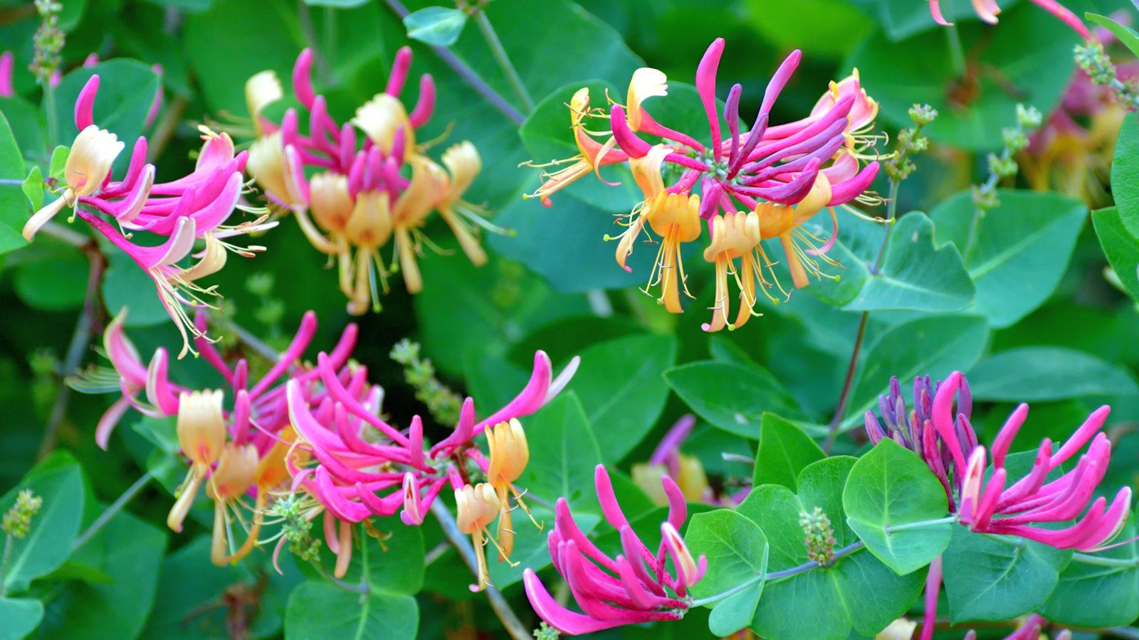 How to grow honeysuckle in pots – the ultimate …