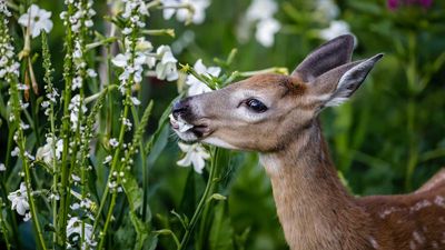 Deer resistant ground cover plants – 12 tough plants for any spot in your yard