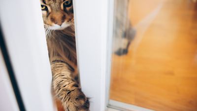 Why do cats hate closed doors?