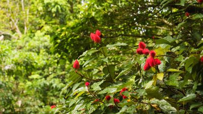 I discovered these plants with superpowers in Singapore, and now I’m determined to grow them in my own backyard