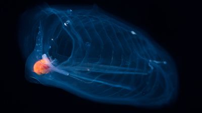 Salps: The world's fastest-growing animals that look like buckets of snot