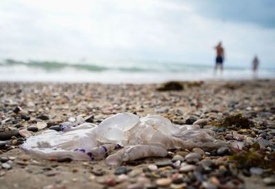 How Costa Brava resorts are facing a rise in jellyfish numbers with beaches forced to close