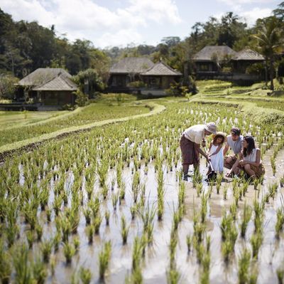 The Weekend Guide to Ubud, Bali