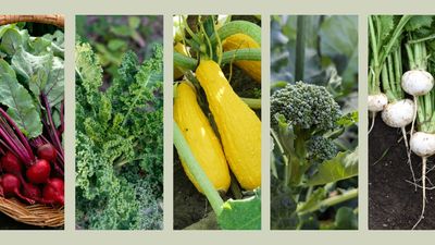 Discover what vegetables to plant in August: from leafy greens to vibrant root veg