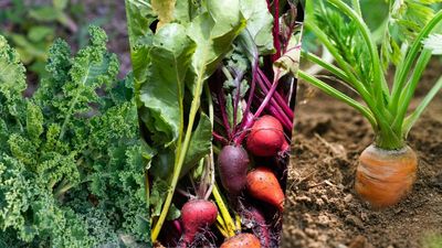 Discover what vegetables to plant in August: from leafy greens to vibrant root veg