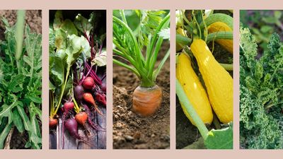 Discover what vegetables to plant in August: from leafy greens to vibrant root veg