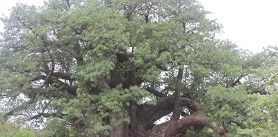 Baobabs: Africa’s unique trees defy climate challenges, continue to flourish