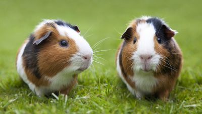 32 tips for taking care of guinea pigs