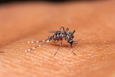 Deadly mosquito-borne virus sees Massachusetts towns shutting parks and fields