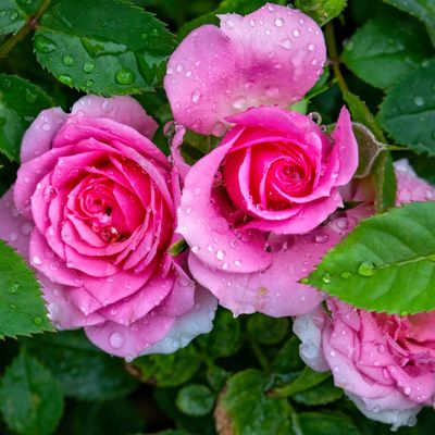 The rose deadheading mistakes that could be killing your prized plant