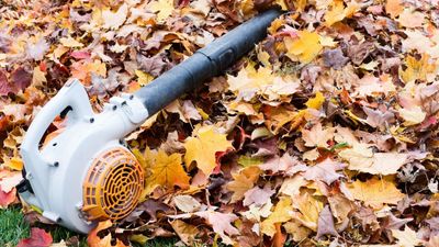 Why isn't my leaf blower working? 6 solutions to fix a gas leaf blower