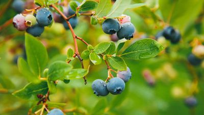 How to get a blueberry bush to fruit – 3 expert tips for an abundant berry harvest