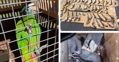 Exotic birds, turtles, gliders seized as smuggling sting leads to gun arrest