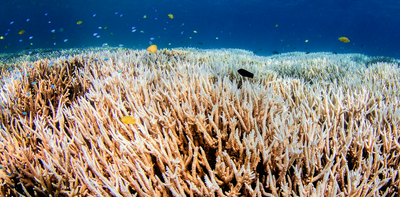 Coral bleaching is not only heartbreaking, it’s also bad economics