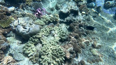 Anger over handling of major reef health report