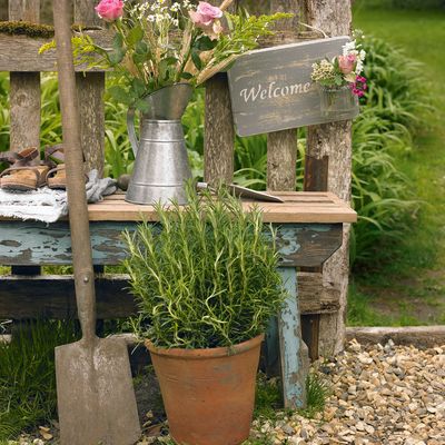 Best potting mix for rosemary – this is the perfect combination for healthy plants, say experts