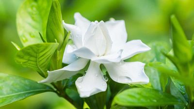 Why are my gardenia leaves turning yellow? Experts share insights and ways to prevent the problem