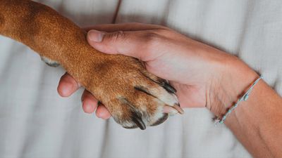 32 tips for coping with the death of a pet