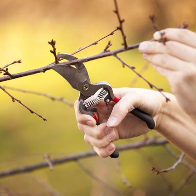 Do you really know the difference between pruning and deadheading? How to ensure you're doing the right one