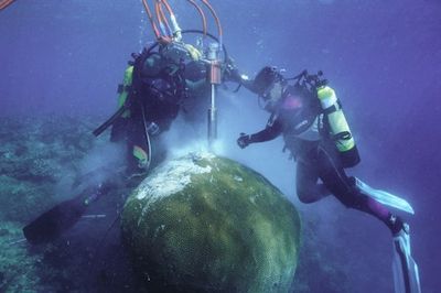 This Piece of Coral In Fiji Is 600 Years Old — What It Reveals About Our Climate’s Future Is Nerve-Wracking