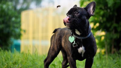 ​​Dogs help save pollinators including bumblebees in Illinois