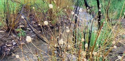 Urban wildfires disrupt streams and their tiny inhabitants − losing these insects is a warning of bigger water problems