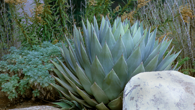 How to propagate agaves – 7 simple steps for successful results with these striking succulents