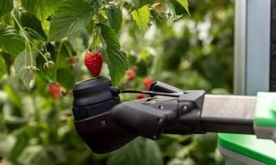 Improved version of ‘Robocrop’ only picks ripe raspberries