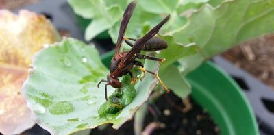 Wasps can be pests in NZ – but they have potential to be pest controllers too