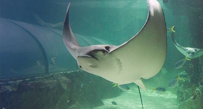 ‘Very hush-hush’: Three large stingrays die in quick succession at Melbourne Sea Life