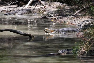 Crocodile culling an ineffective and expensive way to reduce attacks, Northern Territory study finds