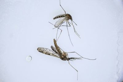 As Climate Warms, S. Korea Fights New Border Threat: Malarial Mosquitoes