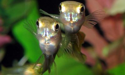 Prozac in waterways is changing how fish behave, research finds