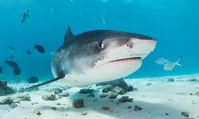 How solving the mystery of pregnant tiger sharks in the Maldives could help save the apex predator