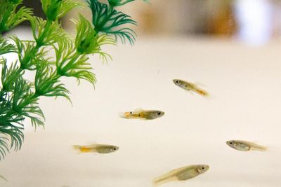 Prozac entering waterways is changing how fish behave and reproduce, study says